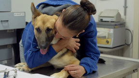 להציל את חיות הבית 3 פרק 2