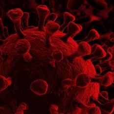 נגיף קורונה