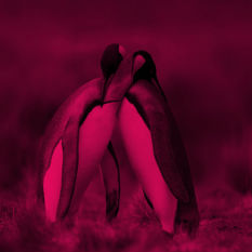 פינגווינים