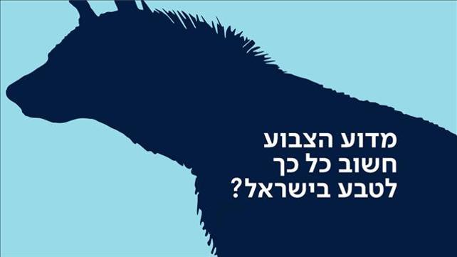 באנר צבוע