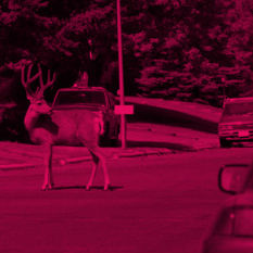 מה עושות (היום) האיילות בלילות?