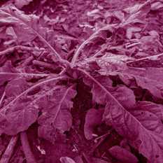 צמח רגל הפיל