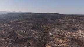 הטבע יתמודד, רק אל תפריעו: איך הרי ירושלים ישתקמו אחרי השריפה?