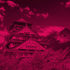 טירה יפנית עם מוקפת בפריחת עצי דובדבן