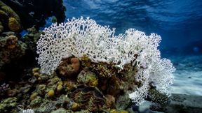 שונית אלמוגים מולבנת במפרץ אילת