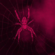 עכביש ממתין לשעת כושר