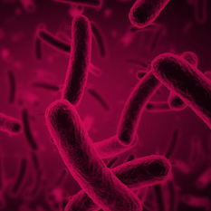 חיידקים, מבט מקרוב