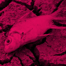 דג מחוץ למים