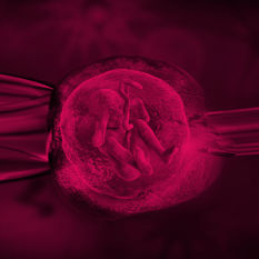 הדמיה של תינוק ברחם