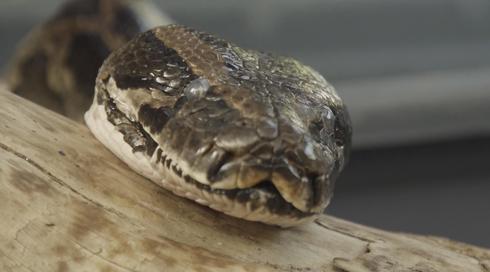 להציל את חיות הבר 2 | לבנית ופיתון | פרק 1