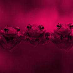 צפרדעים על ענף