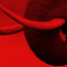 חטים של פיל