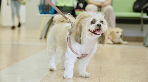 להציל את חיות הבית פרק 6