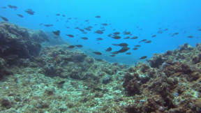 לקפוץ למים: שמורת הטבע מתחת לים שאי אפשר לפספס