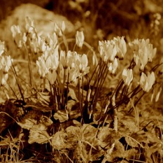 Historyforchildren Nature 070125