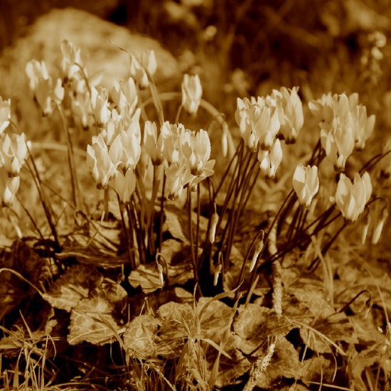 Historyforchildren Nature 070125