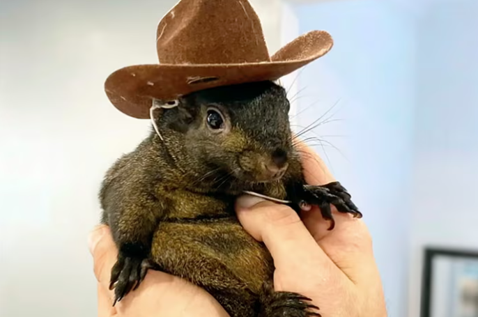 הסנאי "בוטן"