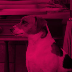 תמונה של כלב