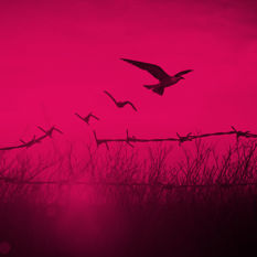 ציפורים על גדר