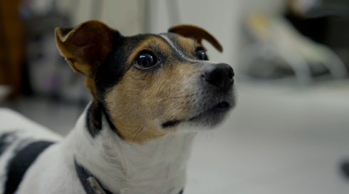 להציל את חיות הבית 3 פרק 1