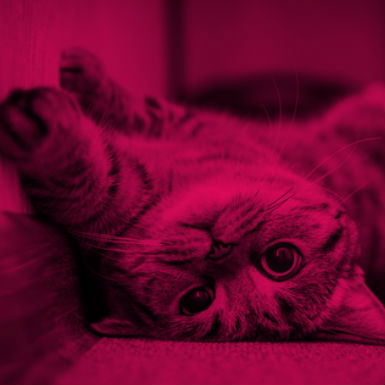 cat8461_img428970820.jpg