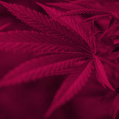 עלה של צמח הקנאביס