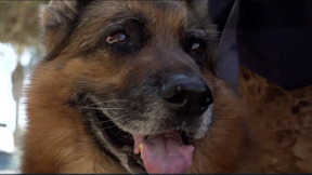 החייל שהבטיח שירות וטרינרי לכלבים וחתולים