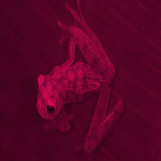 יצורים שקופים