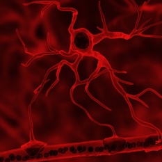 תא מסוג אסטרוציט וכלי דם