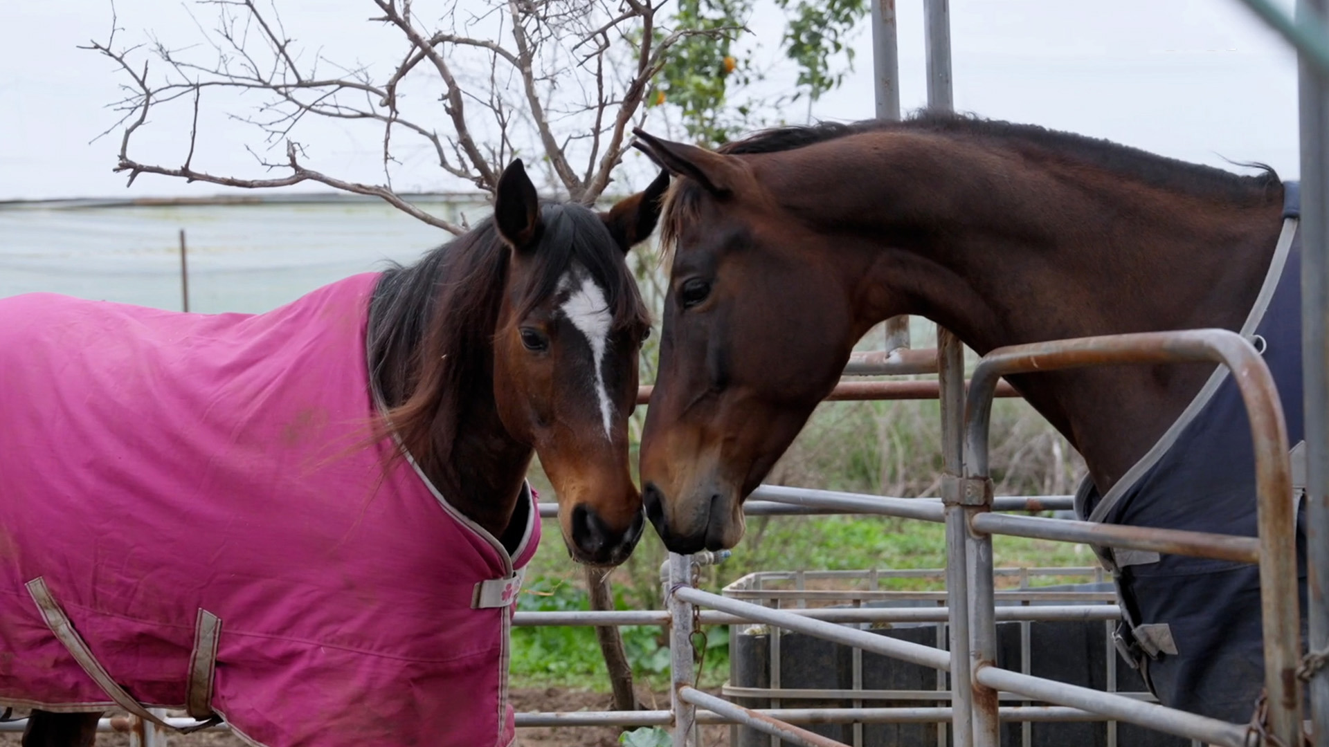 להציל את חיות הבית 3 פרק 7