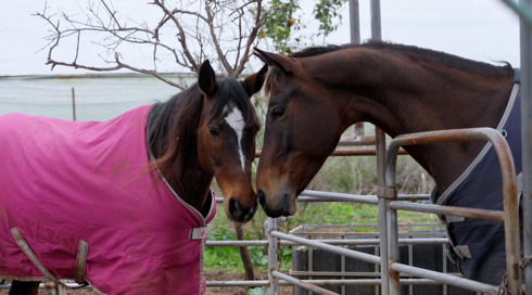 להציל את חיות הבית 3 פרק 7.להציל את חיות הבית 3 פרק 7 להציל את חיות הבית 3 פרק 7
