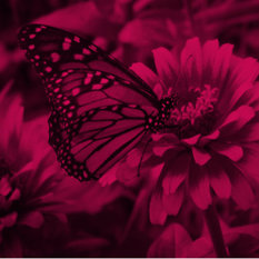 פרפר על פרח