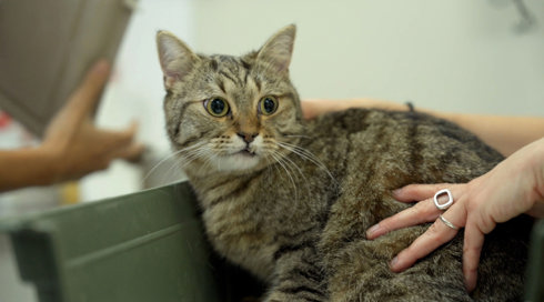 להציל את חיות הבית 3 פרק 6