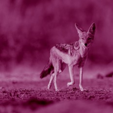 Shutterstock 2185170483