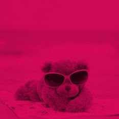 דובי עם משקפי שמש