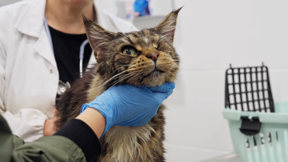 להציל את חיות הבית 3 פרק 3