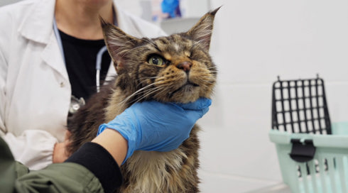 להציל את חיות הבית 3 פרק 3