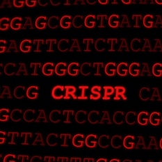 הכיתוב CRISPR לצד אותיות רנדומליות