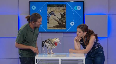 גלילאו עונה 9 | אפשר לדבר עם חיות? | פרק 36