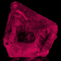 חרק כלוא בענבר