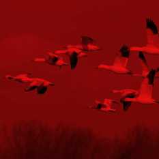 ציפורים נודדות