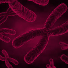 כרומוזומים