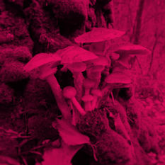 קבוצת פטריות לבנות יוצאות צצות ליד עץ