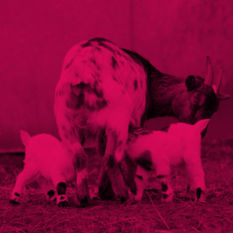 עזים קטנות יונקות