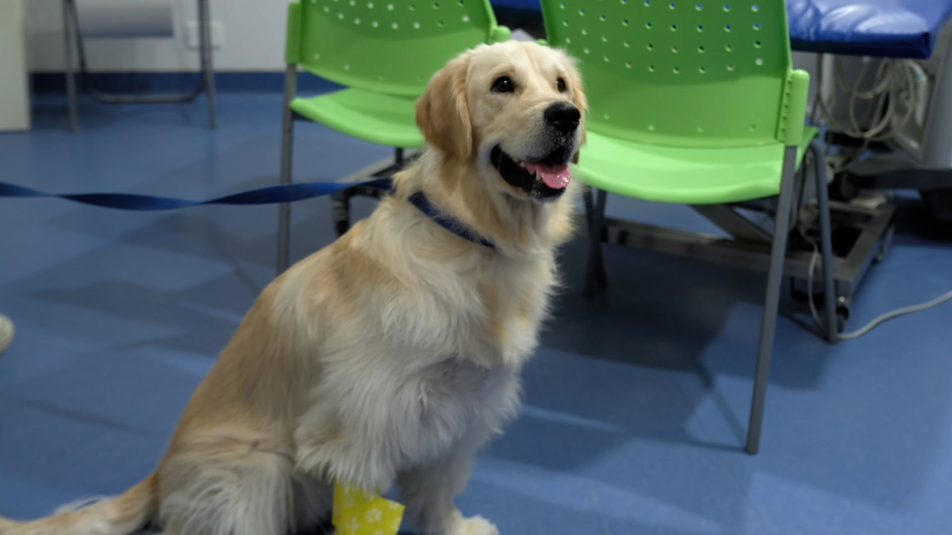 להציל את חיות הבית 3 פרק 10