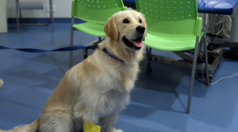 להציל את חיות הבית 3 פרק 10