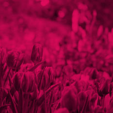 פריחת האביב