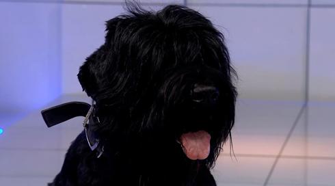 גלילאו עונה 10 פרק 22 - כלבים מוזרים