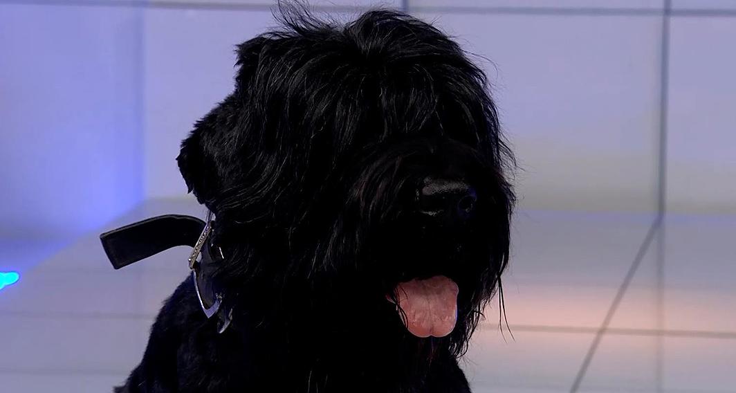 גלילאו | עונה 10 | כלבים מוזרים 🐕 | פרק 22