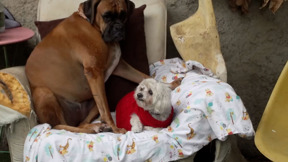 בית ספר לכלבים: הגנים שבהם החברים על ארבע הם הילדים